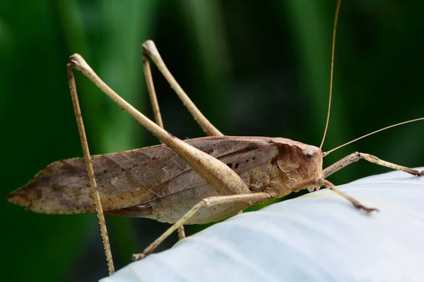 Katydid Ruht Sich Auf Einem Pflanzenblatt Garten Aus — Stockfoto