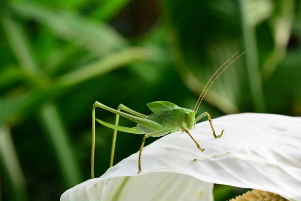 Eine Grüne Katydid Nymphe Wundert Sich Über Ihre Umgebung Auf — Stockfoto