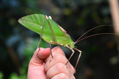 A giant katydid hangs arouind the gardens sitting on a plant. clipart