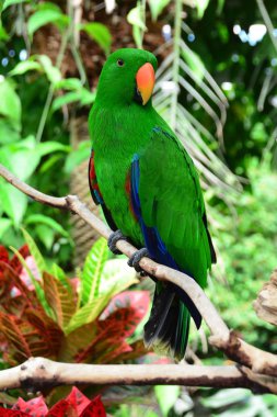 Çevresine bir şube bir Eclectus papağanı oturur tünemiş.