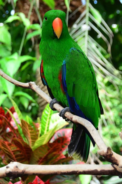 Egy Eclectus Papagáj Környezetében Faágon Ülő — Stock Fotó