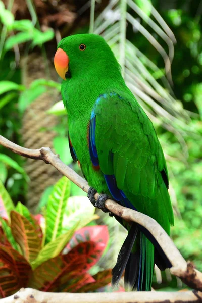 Eclectus Papoušek Sedí Posazený Větvi Jeho Prostředí — Stock fotografie