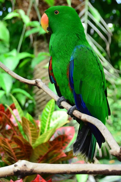 Eclectus Papoušek Sedí Posazený Větvi Jeho Prostředí — Stock fotografie
