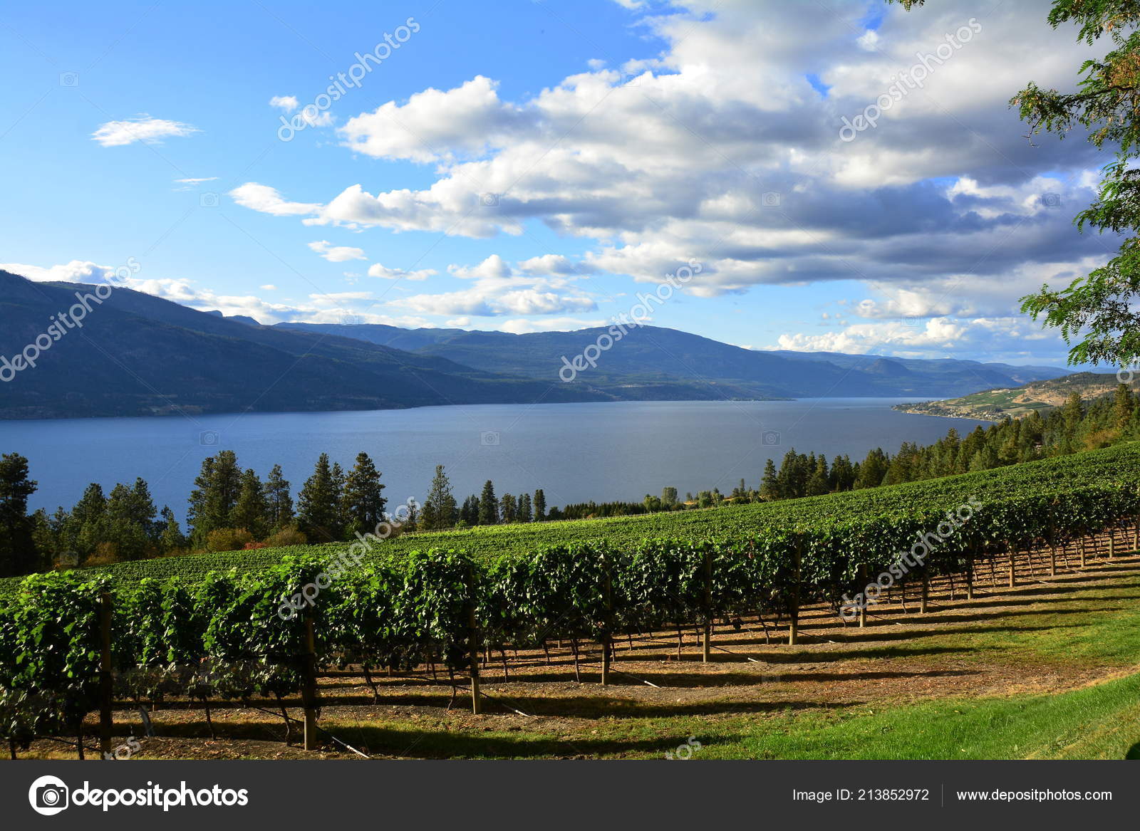 Vines Vineyards Okanagan Valley Kelowna Canada Stock Photo by ©bornin54