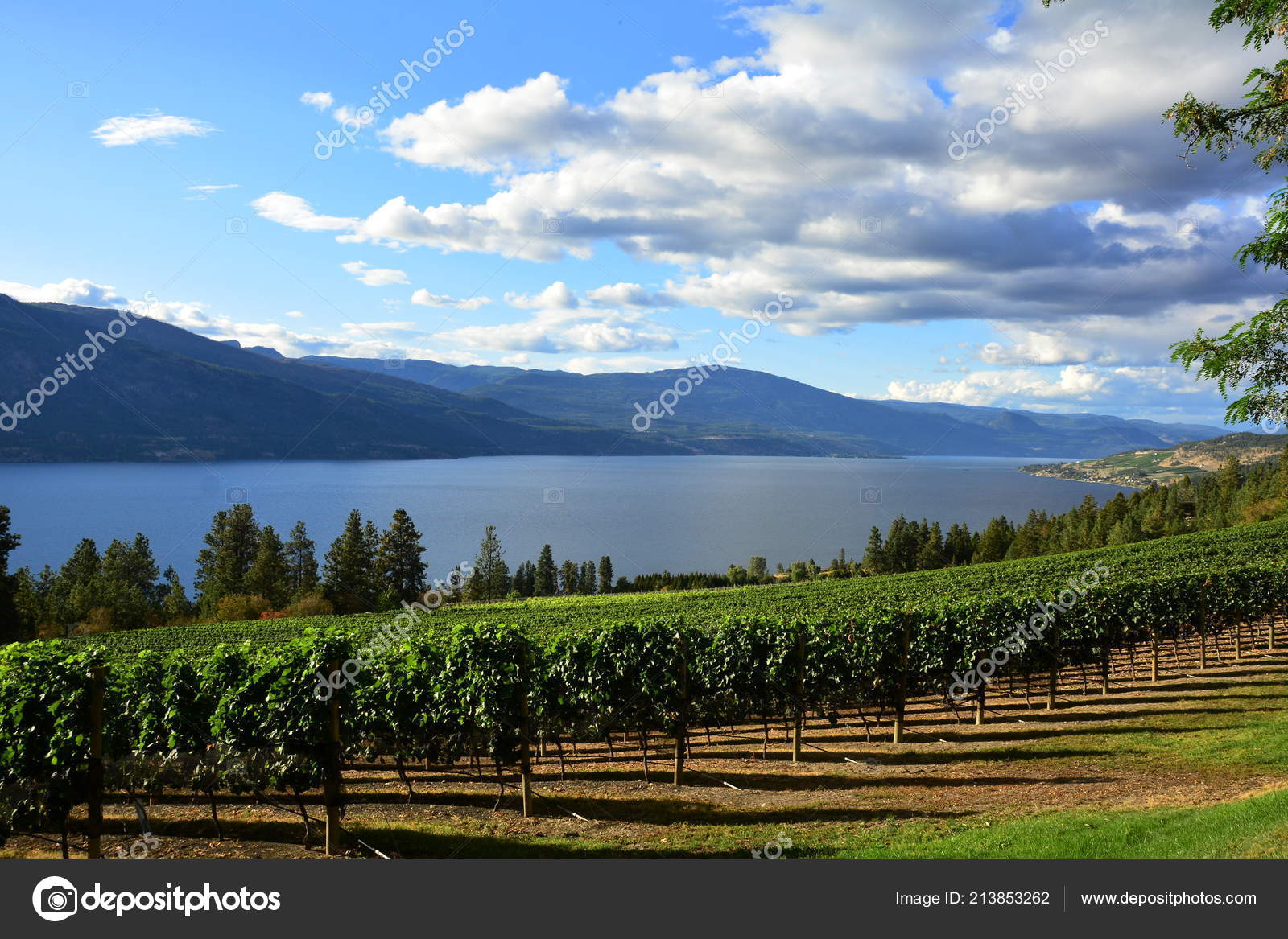 Vines Vineyards Okanagan Valley Kelowna Canada Stock Photo by ©bornin54