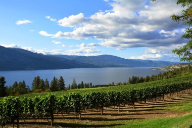 Üzüm ve üzüm bağları Okanagan vadinin Kelowna Bc, Kanada.