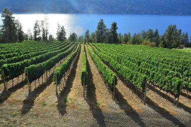 Üzüm ve üzüm bağları Okanagan vadinin Kelowna Bc, Kanada.