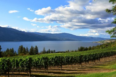Üzüm ve üzüm bağları Okanagan vadinin Kelowna Bc, Kanada.