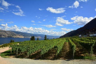 Üzüm ve üzüm bağları Okanagan vadinin Kelowna Bc, Kanada.