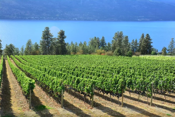 Vitigni Vigneti Della Valle Okanagan Kelowna Canada Fotografia Stock