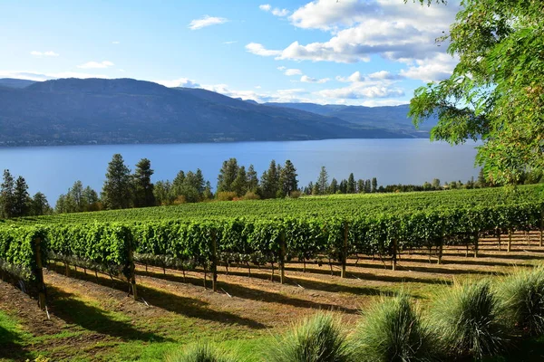 Vines Vineyards Okanagan Valley Kelowna Canada Stock Photo