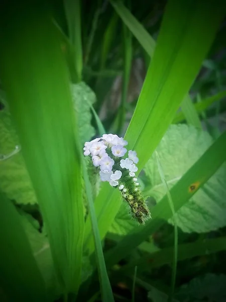 小花与绿叶背景 — 图库照片