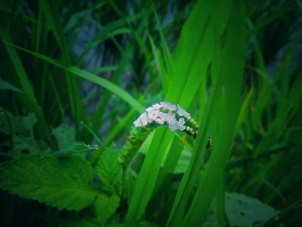 Kleine Bloem Met Groene Bladeren Achtergrond — Stockfoto