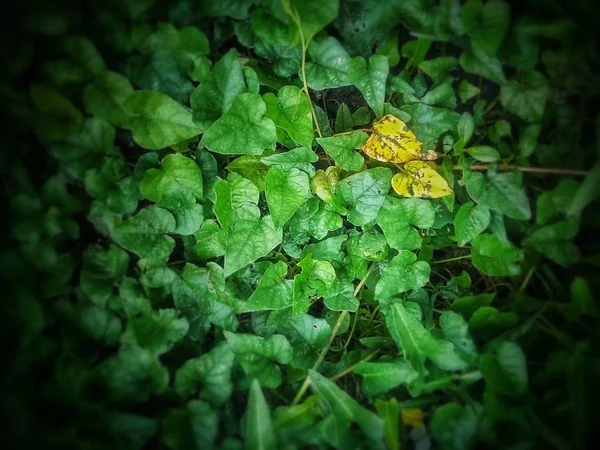 Gröna Blad Bakgrund Betelnötter Blad — Stockfoto