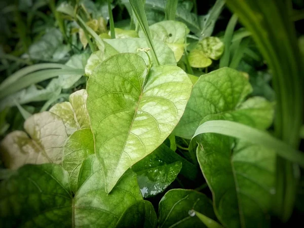 green leaves background, betel leaves