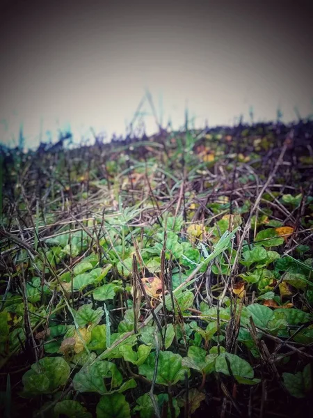 Rosée Sur Les Feuilles Vertes Matin — Photo