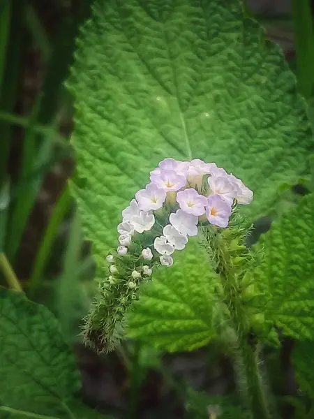 Kleine Bloem Met Groene Bladeren Achtergrond — Stockfoto