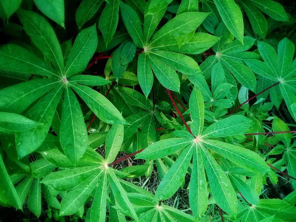 Maniok Blätter Grüne Blätter Hintergrund — Stockfoto