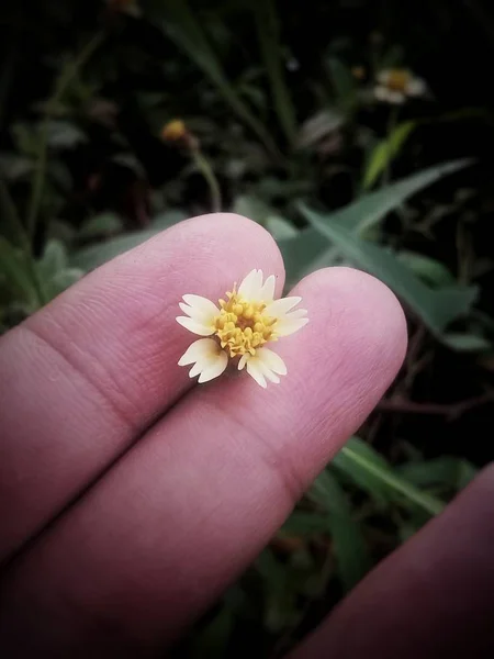 手指上的小花 — 图库照片