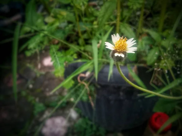 Kleine Bloem Met Groene Bladeren Achtergrond — Stockfoto