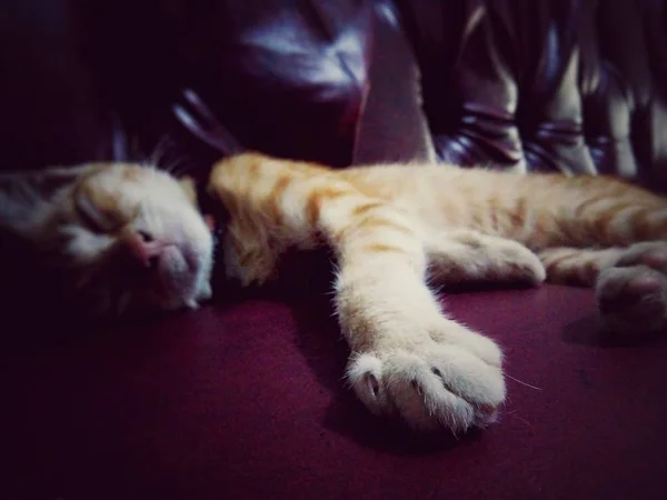 sleeping cat on the sofa