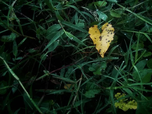 Роса Зеленых Листьях Утром — стоковое фото