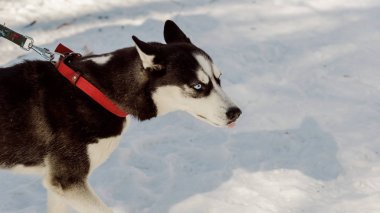 Tatlı huysuz Sibirya husky Köpek tasma yürüyen