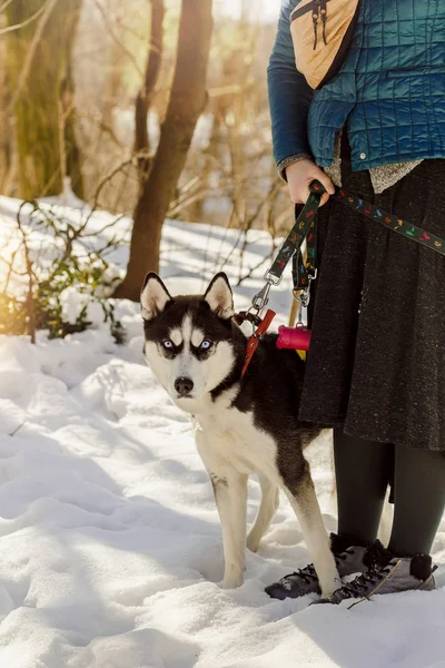 Woman holding her Siberian husky dog on a leash while walking in the forest
