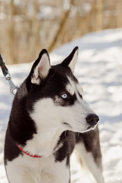 Nahaufnahme Porträt Eines Mürrischen Sibirischen Huskyhundes Beim Blick Zur Seite — Stockfoto