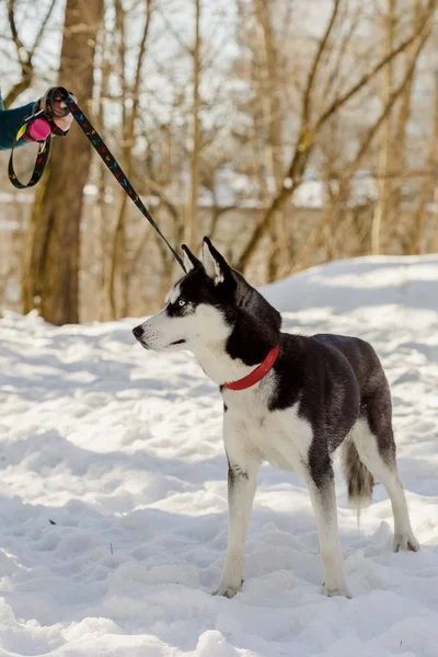 Retrato Cerca Del Perro Husky Siberiano Mano Femenina Sosteniendo Mascota — Foto de Stock