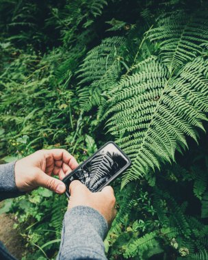 Ormanda, bracken bitki cep telefonu fotoğraf fotoğraf yeşil fern yaprak çekici adam eller