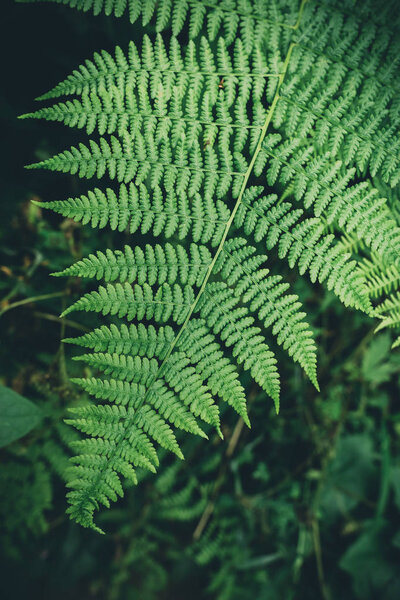 Green fern leaf in the forest, bracken plant natural background