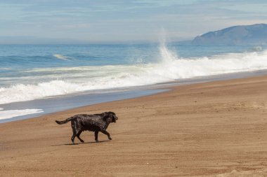 Pasifik Okyanusu plajda oynayan labrador retriver köpek siyah