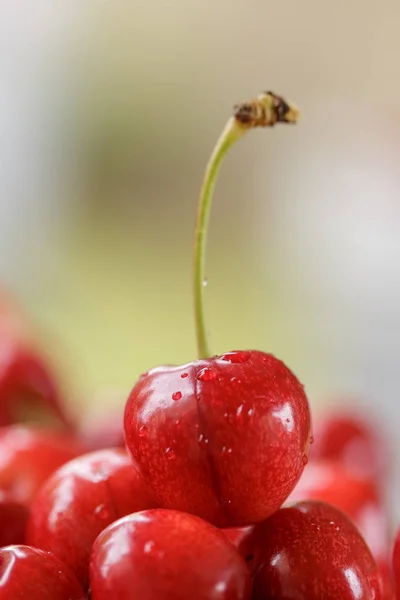 Mucchio Dolci Ciliegie Rosse Fresche Appena Raccolte — Foto Stock