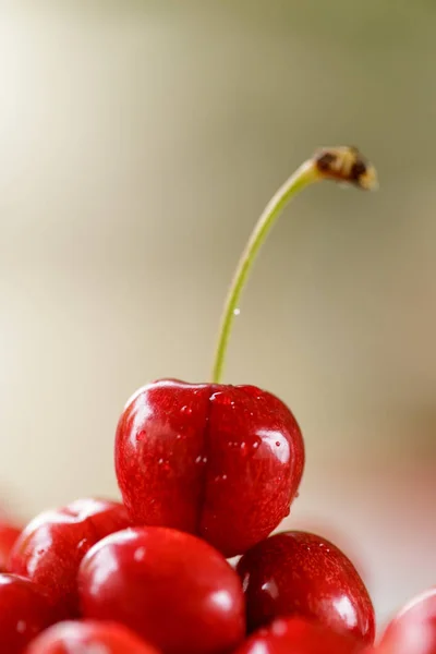 Abeto Cerejas Vermelhas Frescas Recém Reunidas — Fotografia de Stock