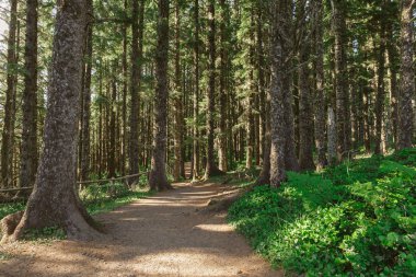 Çam ormanı içinde Cape Meares devlet doğal bakış açısı, Oregon state, ABD