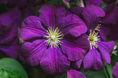 Violet Clematis Flowers in the Garden macro shot clipart