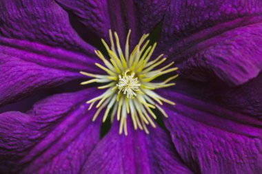 Menekşe akasma Çiçek Bahçe makroda vurdu