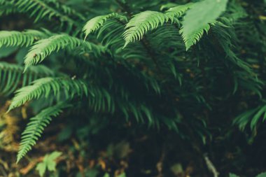 Fern yaprak ormanda doğal arka plan