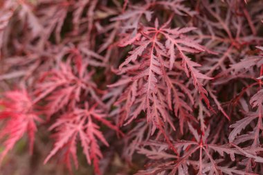 Japon yangın bush acer palmatum Akça ağaç