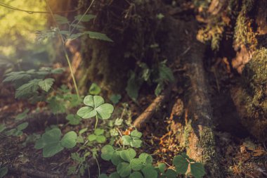 Üç ormanda büyüyen yoncaları bırakır