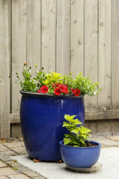 Garden containers featuring a combination of pants — Stock Photo, Image
