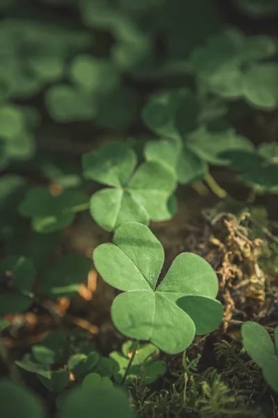 Tre lämnar shamrocks växer i skogen — Stockfoto