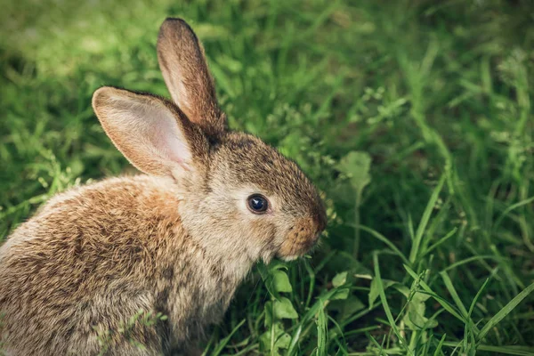 Otların arasında oturan bir gri tavşan
