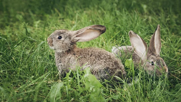 Två grå kanin sitter i gräset — Stockfoto