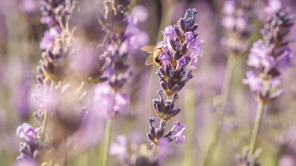 Abelha e lavanda flor closeup no campo roxo — Fotografia de Stock