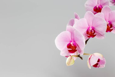 Açık gri arkaplan üzerinde pembe falaenopsis orkide çiçeği ve metin için boşluk