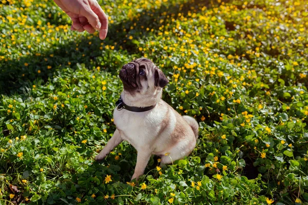 Hombre Perro Perro Paseante Bosque Primavera Tiene Comida Mano Cachorro — Foto de Stock