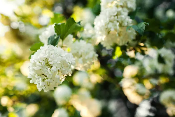 Boule Neige Flowers Вибурнум Цвету Цветущий Сад Белый Цветущий Куст — стоковое фото