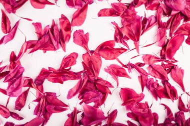 Beyaz yüzey üzerinde dağınık şakayık yaprakları. Çiçek arka plan. Kırmızı çiçek doku. Glamour çiçek deseni